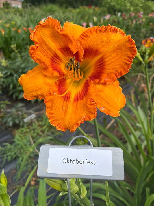 Oktoberfest (Re)
