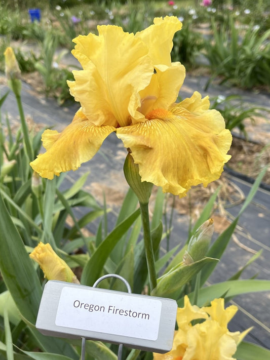 Oregon Firestorm (Re)