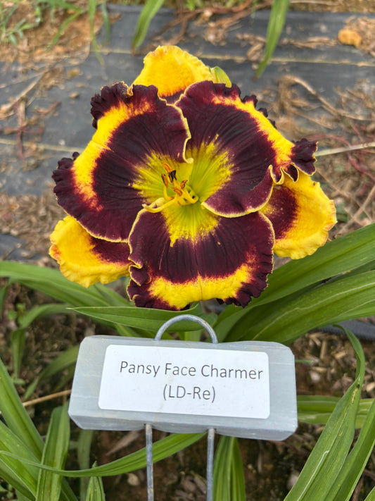 Pansy Face Charmer (Re)