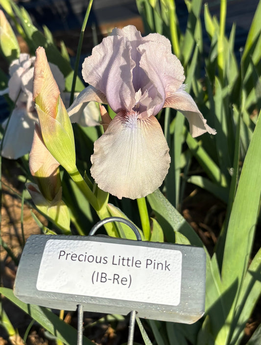 Precious Little Pink (Re)