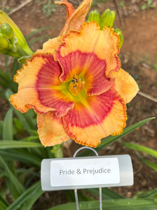 Pride and Prejudice