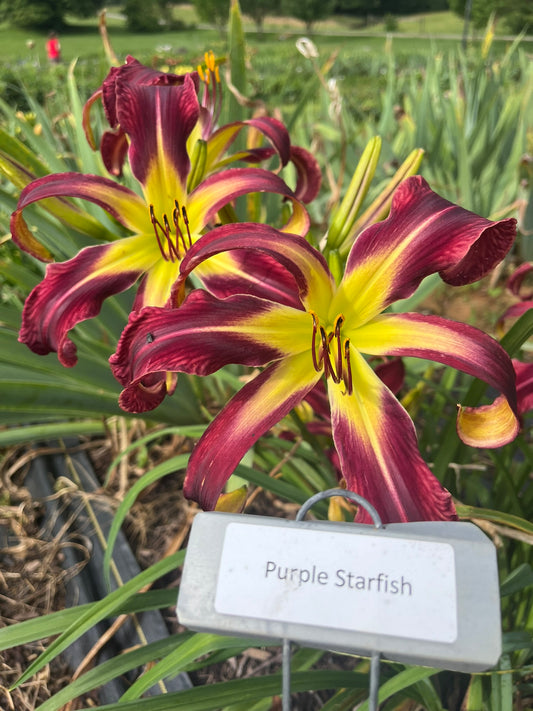 Purple Starfish (Re)