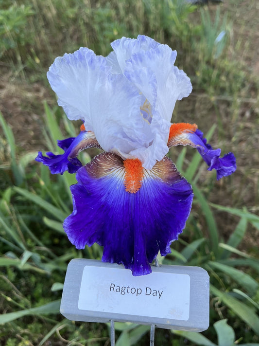 Ragtop Day (Re)