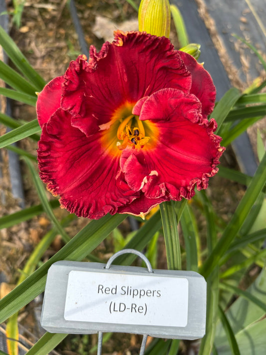 Red Slippers (Re)