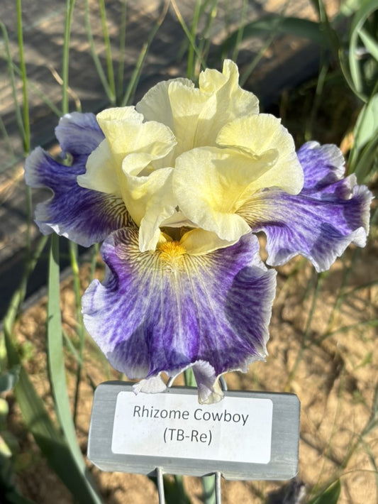 Rhizome Cowboy (Re)