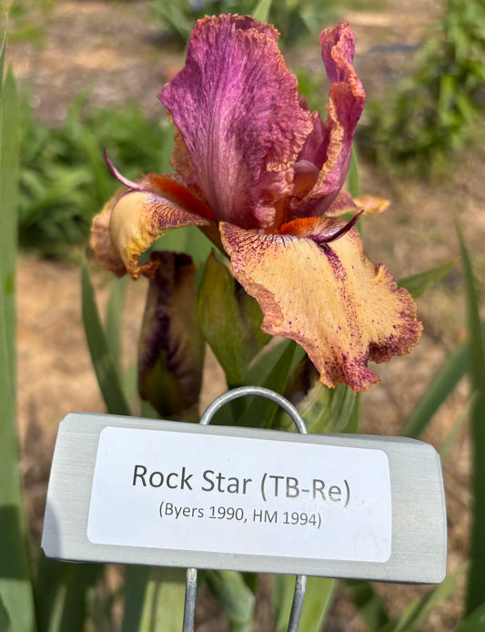 Rock Star (Re-SA)