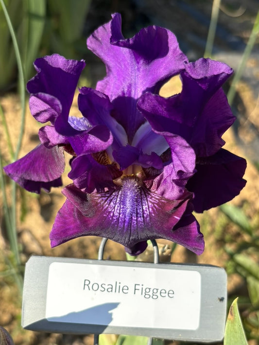 Rosalie Figge (Re)