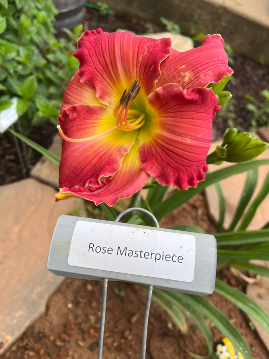 Rose Masterpiece (Re)