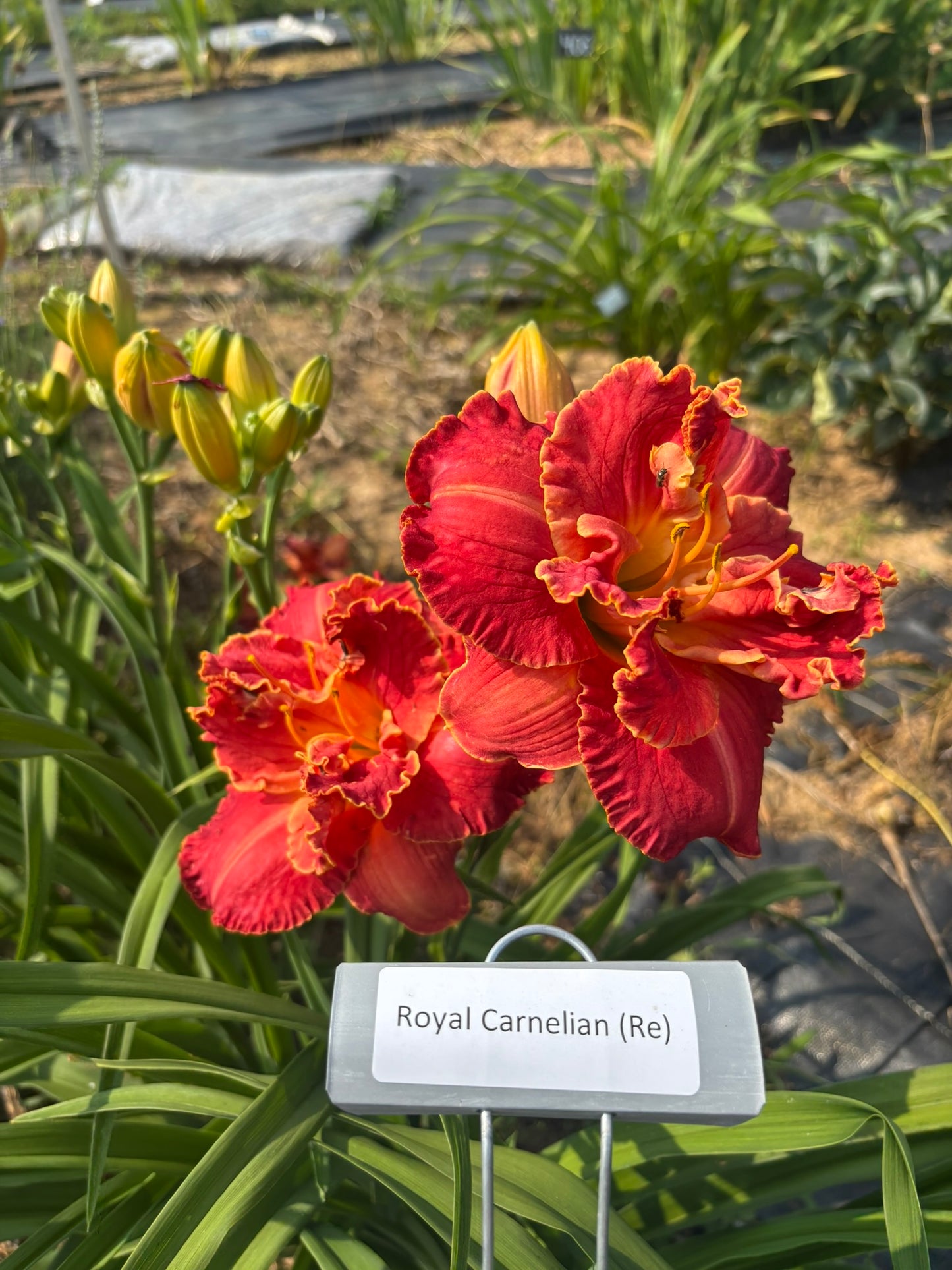 Royal Carnelian (Re)