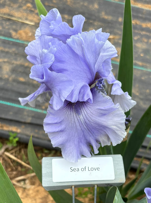 Sea of Love (Re)