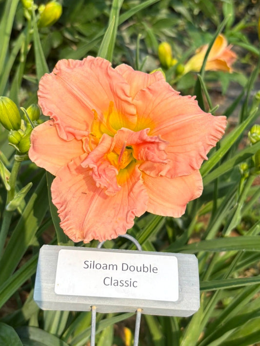 Siloam Double Classic