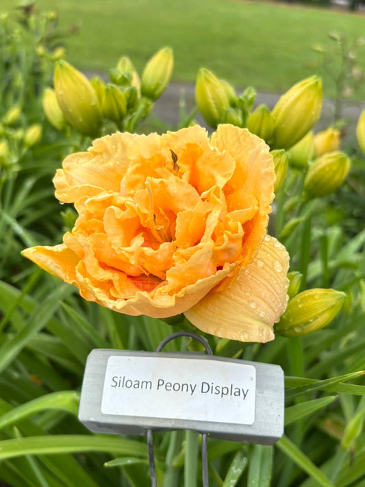 Siloam Peony Display