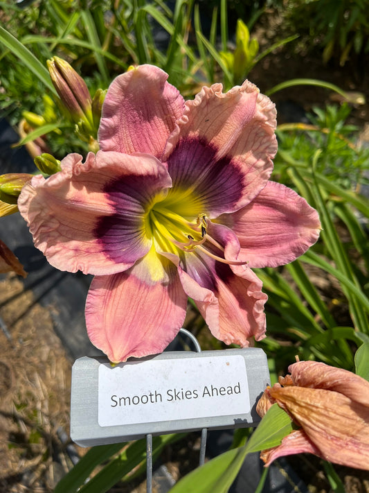 Smooth Skies Ahead (Re)