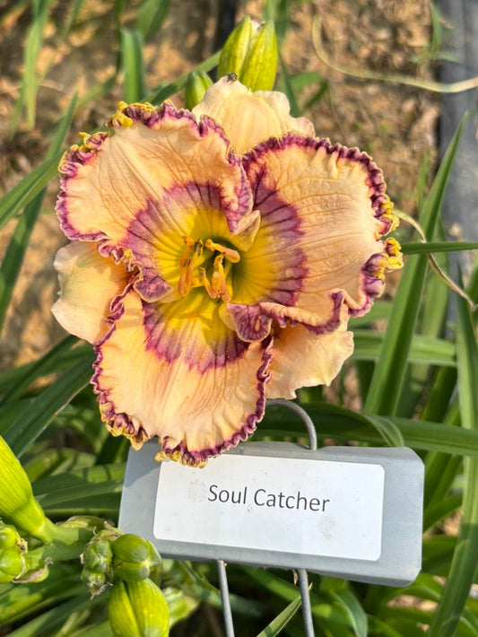 Soul Catcher (Re)