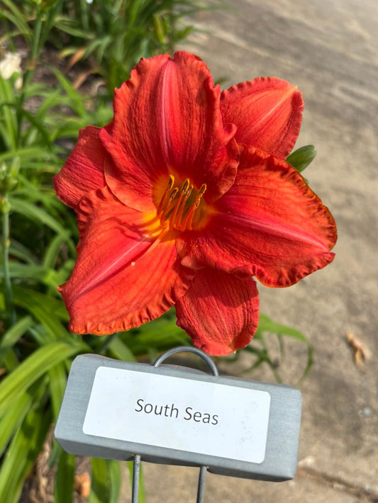 South Seas (Re)