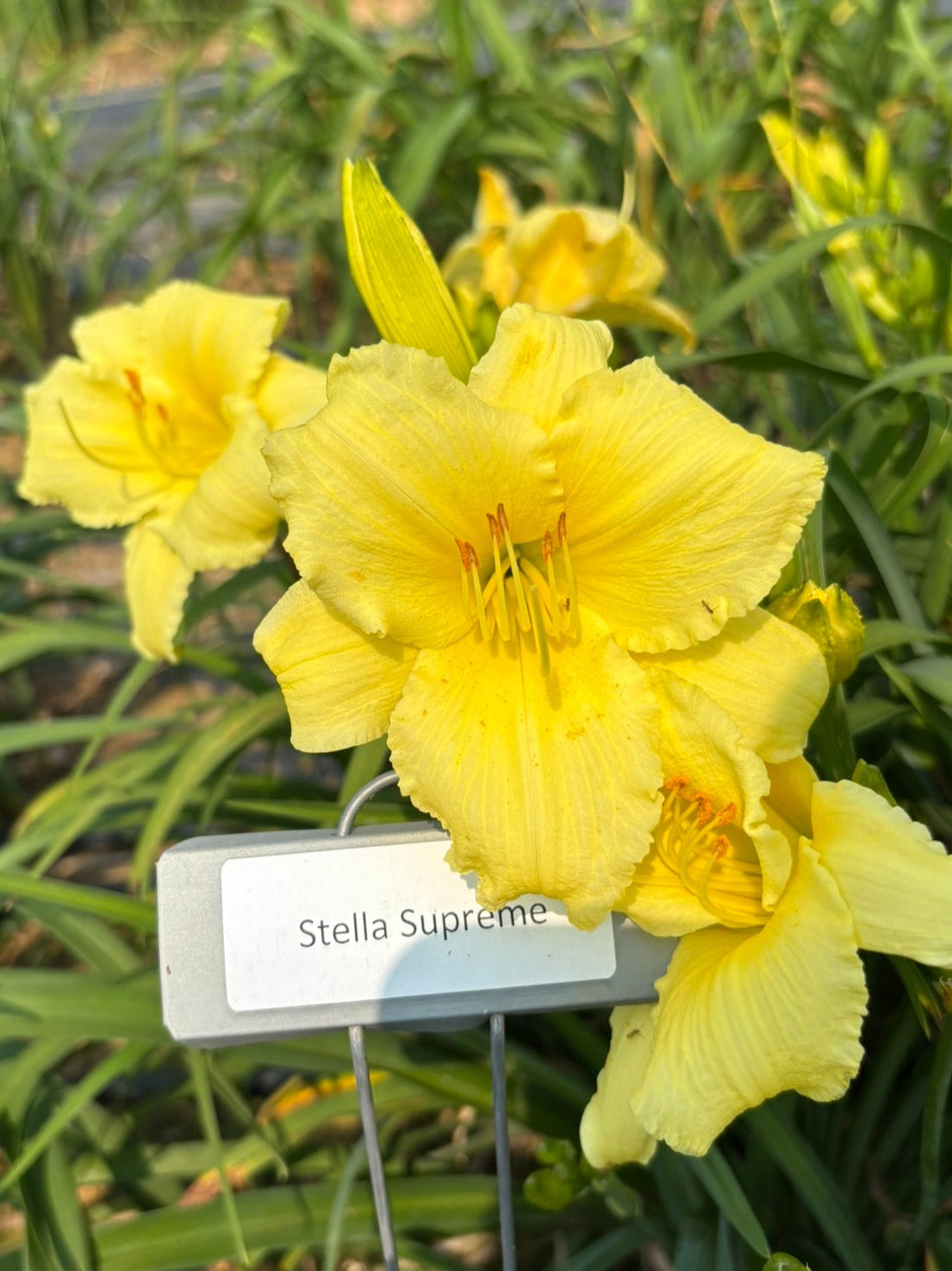 Stella Supreme (Re)