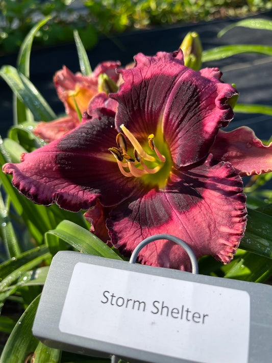 Storm Shelter (Re)