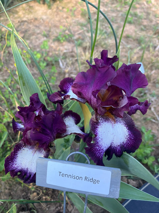Tennison Ridge (Re)
