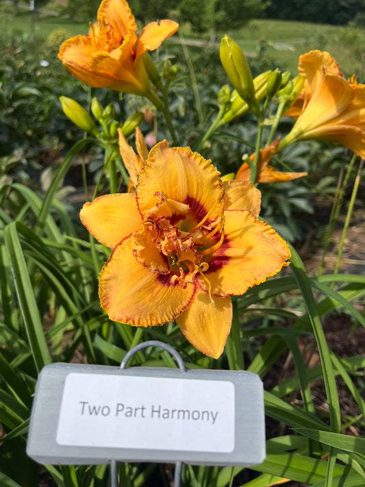 Two Part Harmony