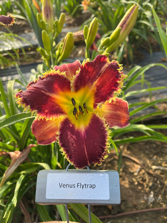 Venus Flytrap (Re)