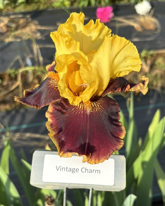 Vintage Charm (Re)