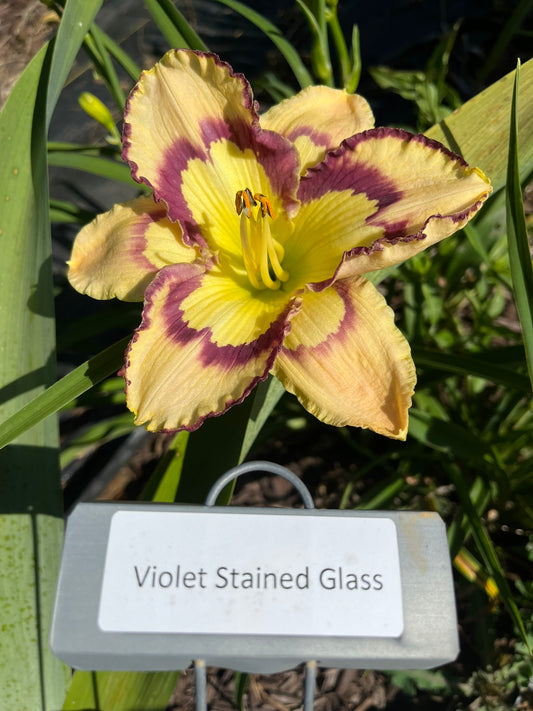 Violet Stained Glass (Re)