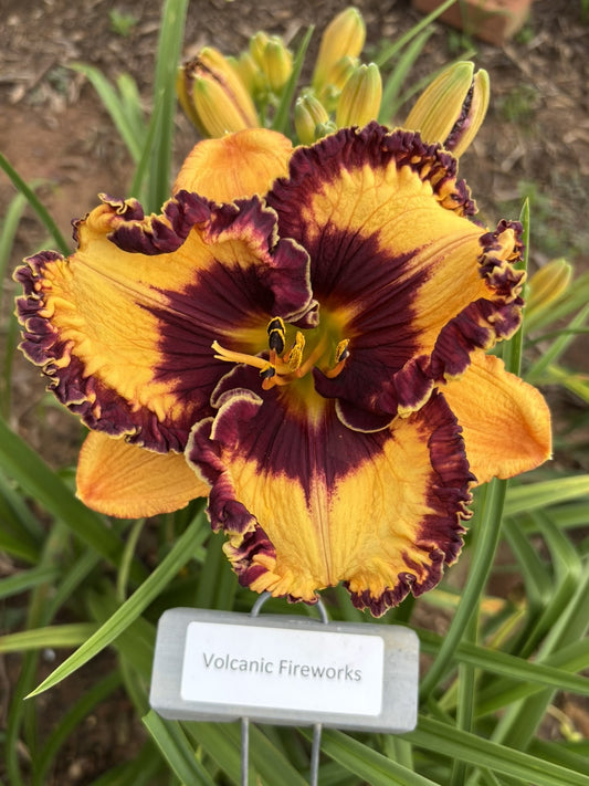 Volcanic Fireworks (Re)