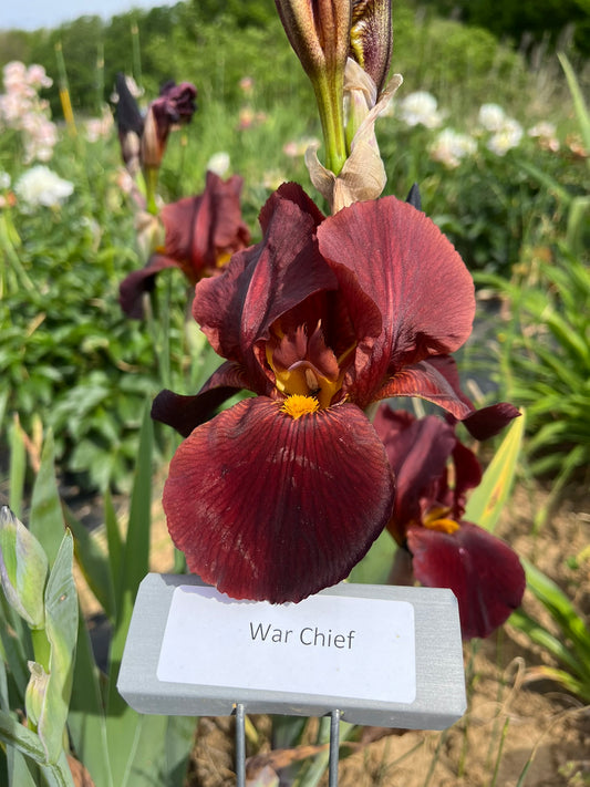 War Chief