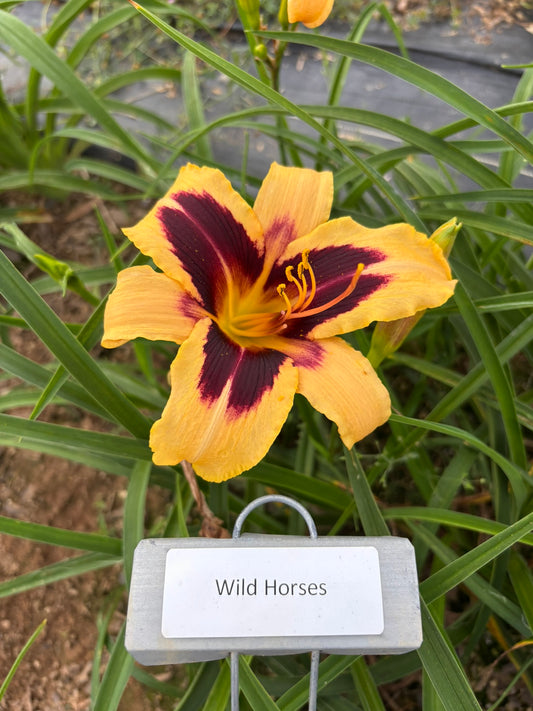 Wild Horses (Re)